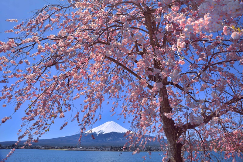 桜やネモフィラの絶景を楽しめるお花見スポット