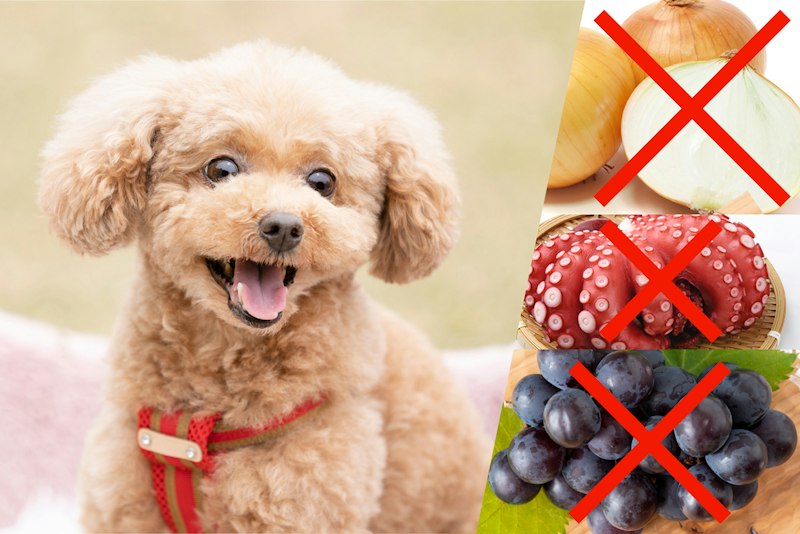 愛犬との健やかな毎日のために知っておきたい「食材の○と×」