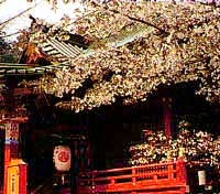 金王桜の写真