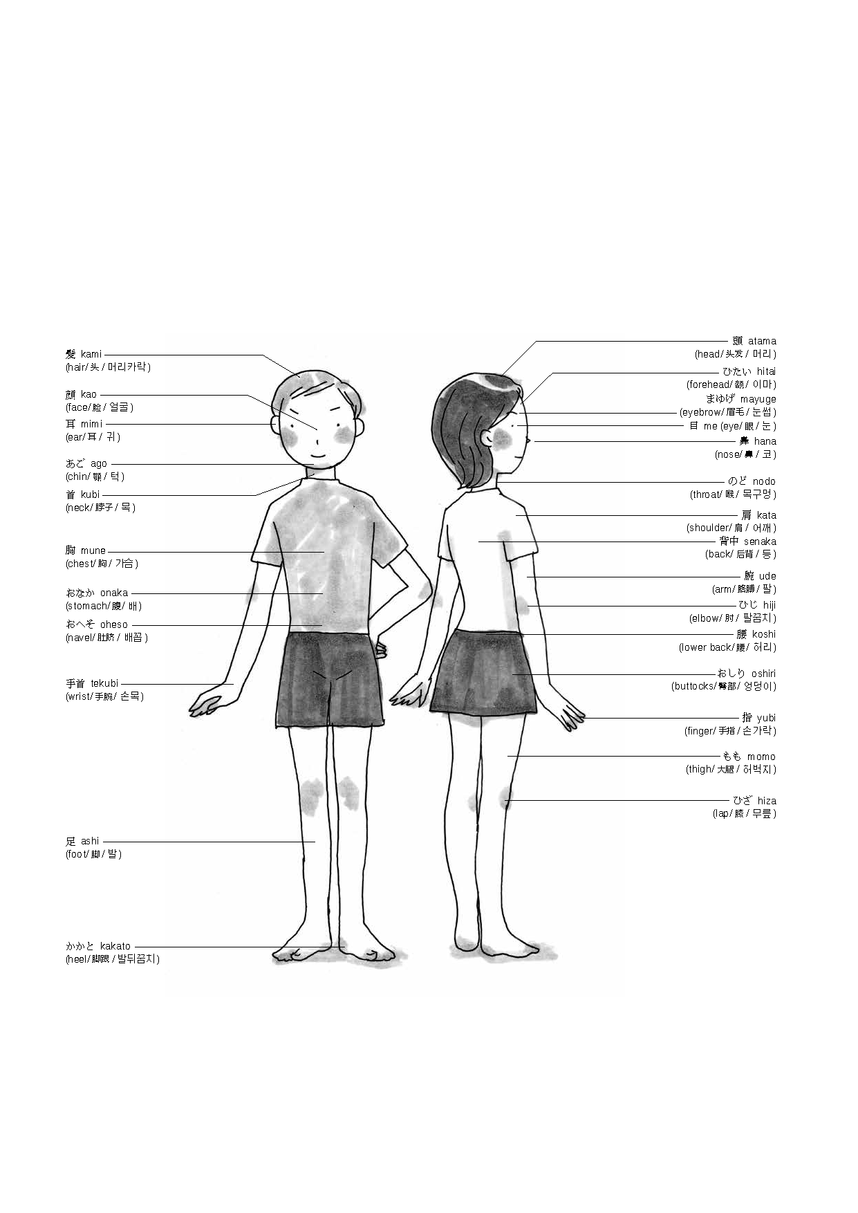 An illustration of vocabulary of body parts in Japanese/English