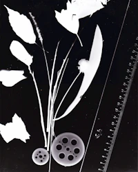 Nature image 1
