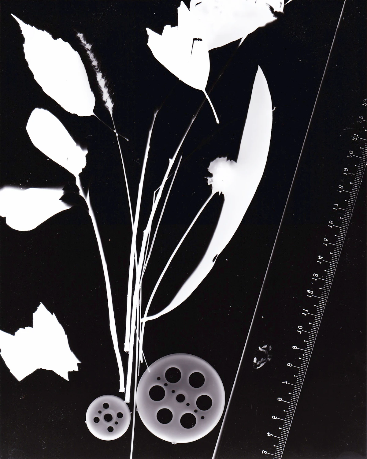Nature image 1