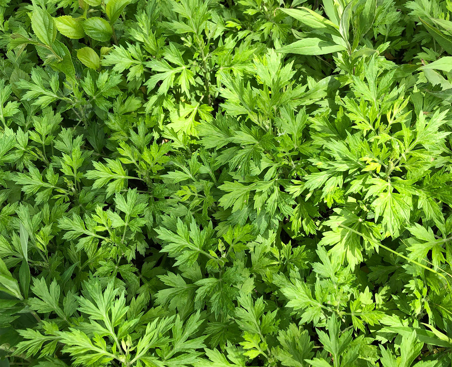 ヨモギの天恵緑汁を作ってみた