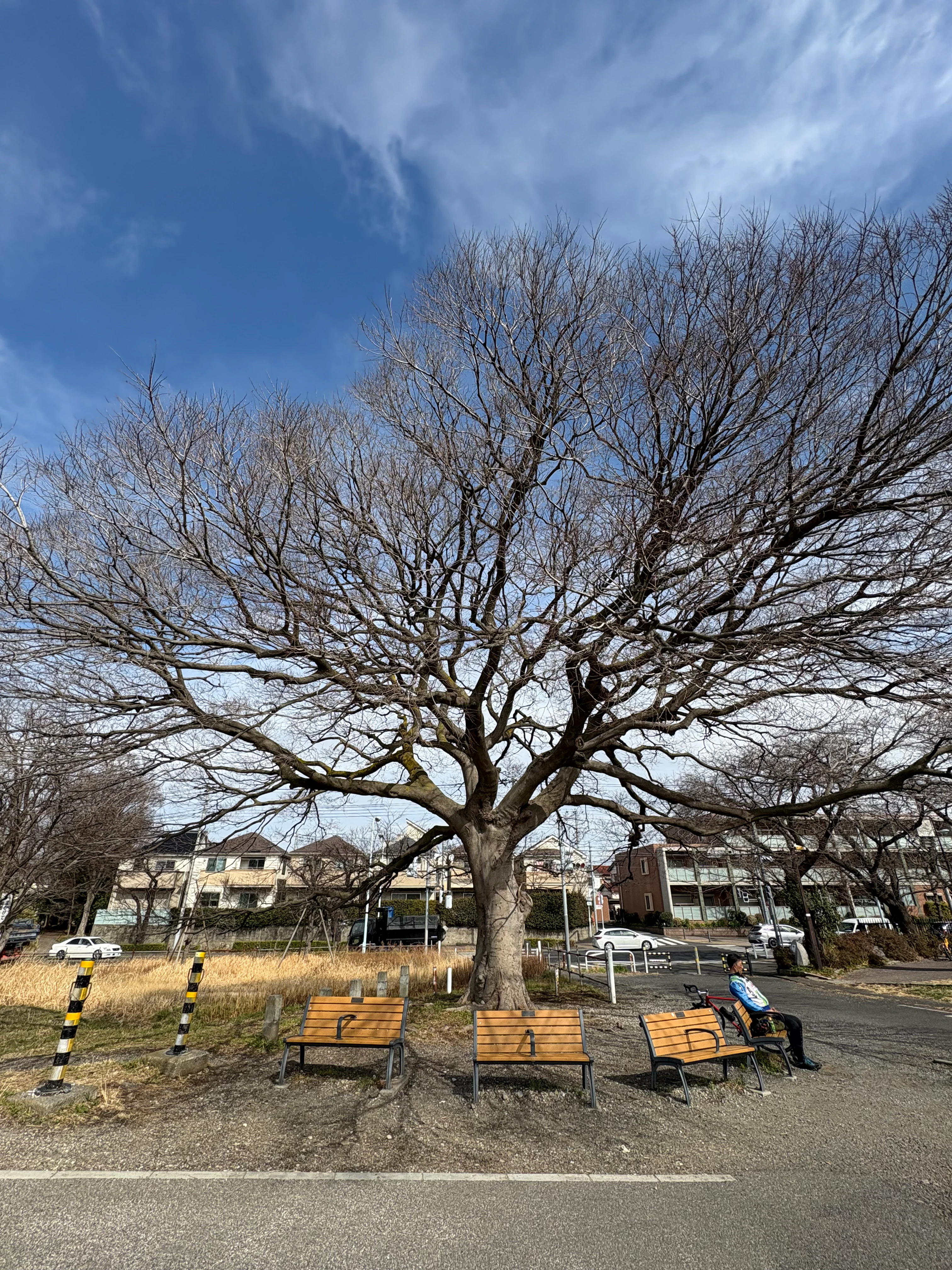 この木なんの木