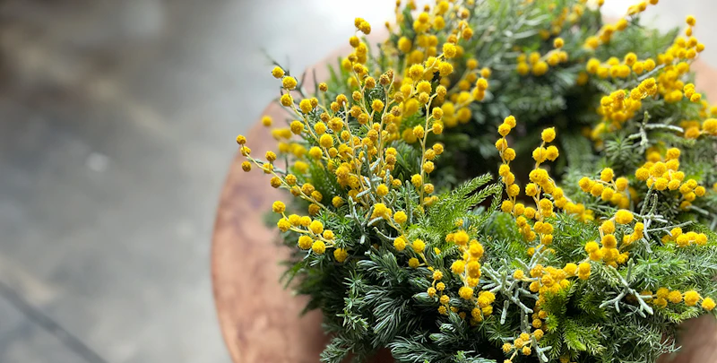 ミモザの咲くころに