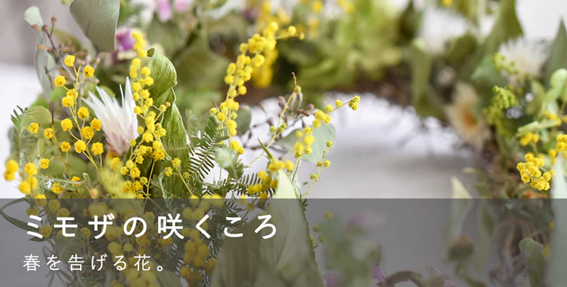 ミモザの咲くころ