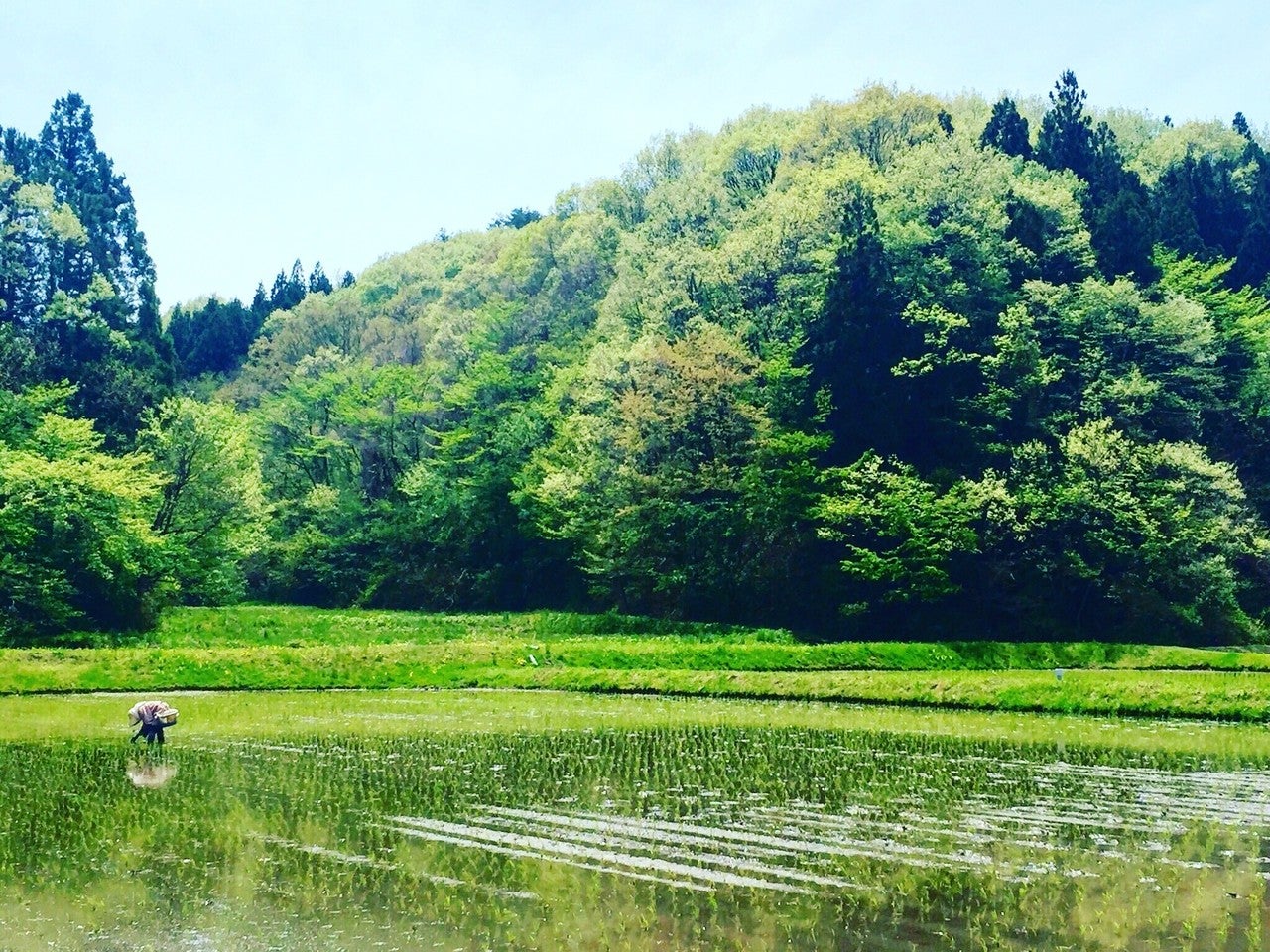 山燕庵お米生産2