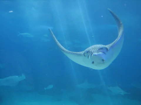 マウイオーシャンセンター