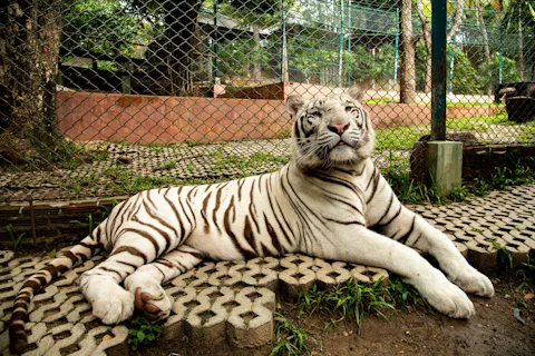 タイガーキングダムプーケット