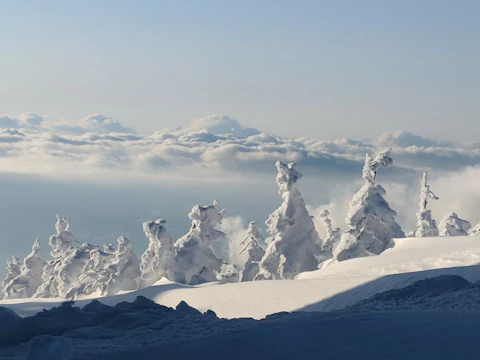 山形の蔵王の樹氷