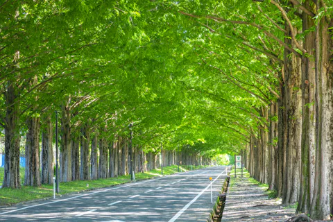 メタセコイヤ並木