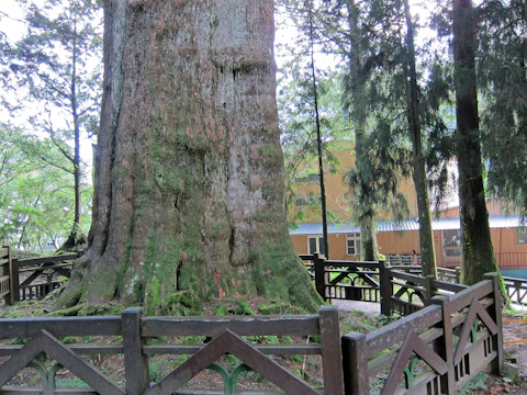 阿里山の香林神木