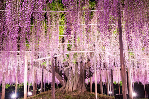 栃木のあしかがフラワーパーク