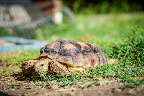 リブタートルアンドトータスミュージアム