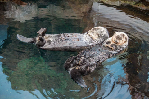 リスボンのリスボン海洋水族館（オセアナリオ・デ・リスボア）