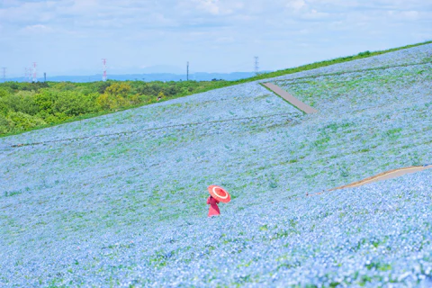 茨城の国営ひたち海浜公園