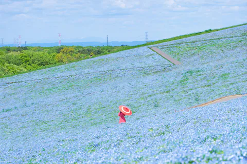 国営ひたち海浜公園