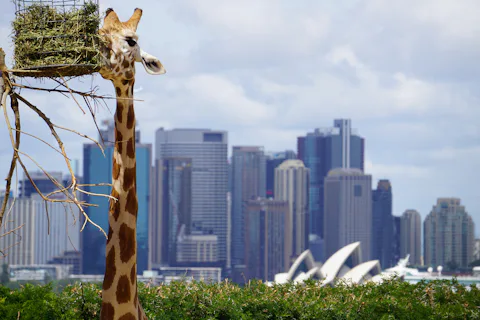 タロンガ動物園