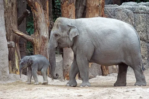 チューリッヒ動物園