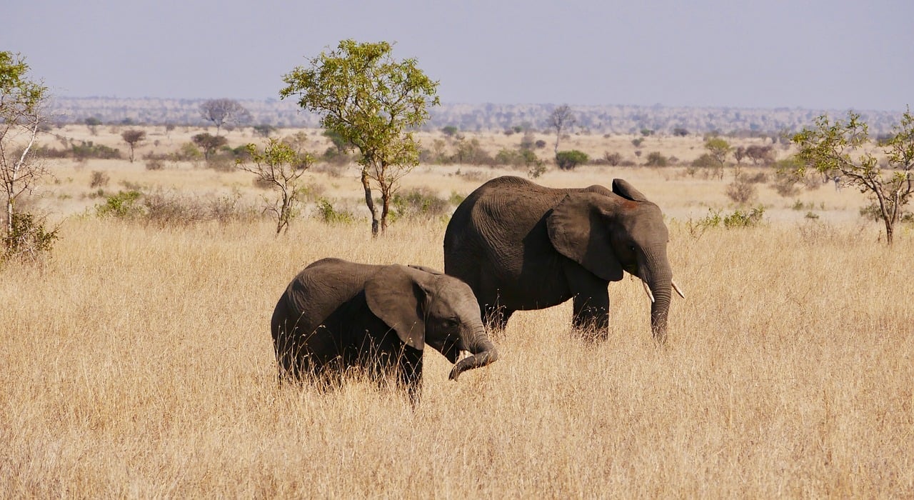 南アフリカのクルーガー国立公園