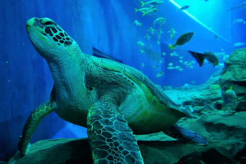 大分の大分マリーンパレス水族館「うみたまご」