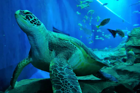 大分マリーンパレス水族館「うみたまご」