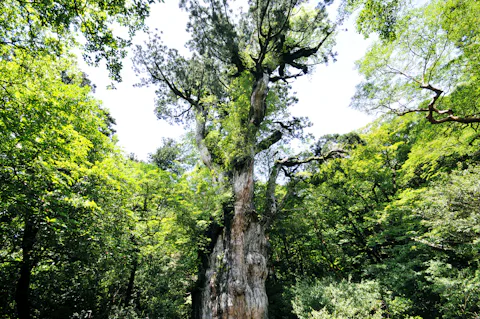 屋久島の縄文杉