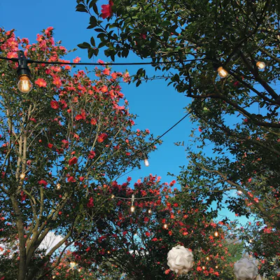 韓国のカメリアヒル