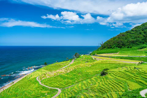 白米千枚田