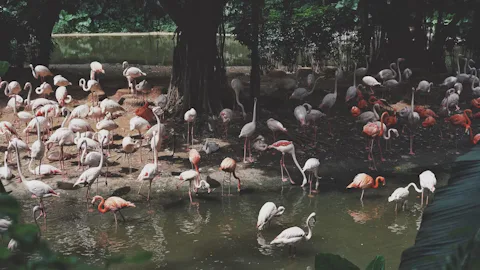 長隆野生動物園