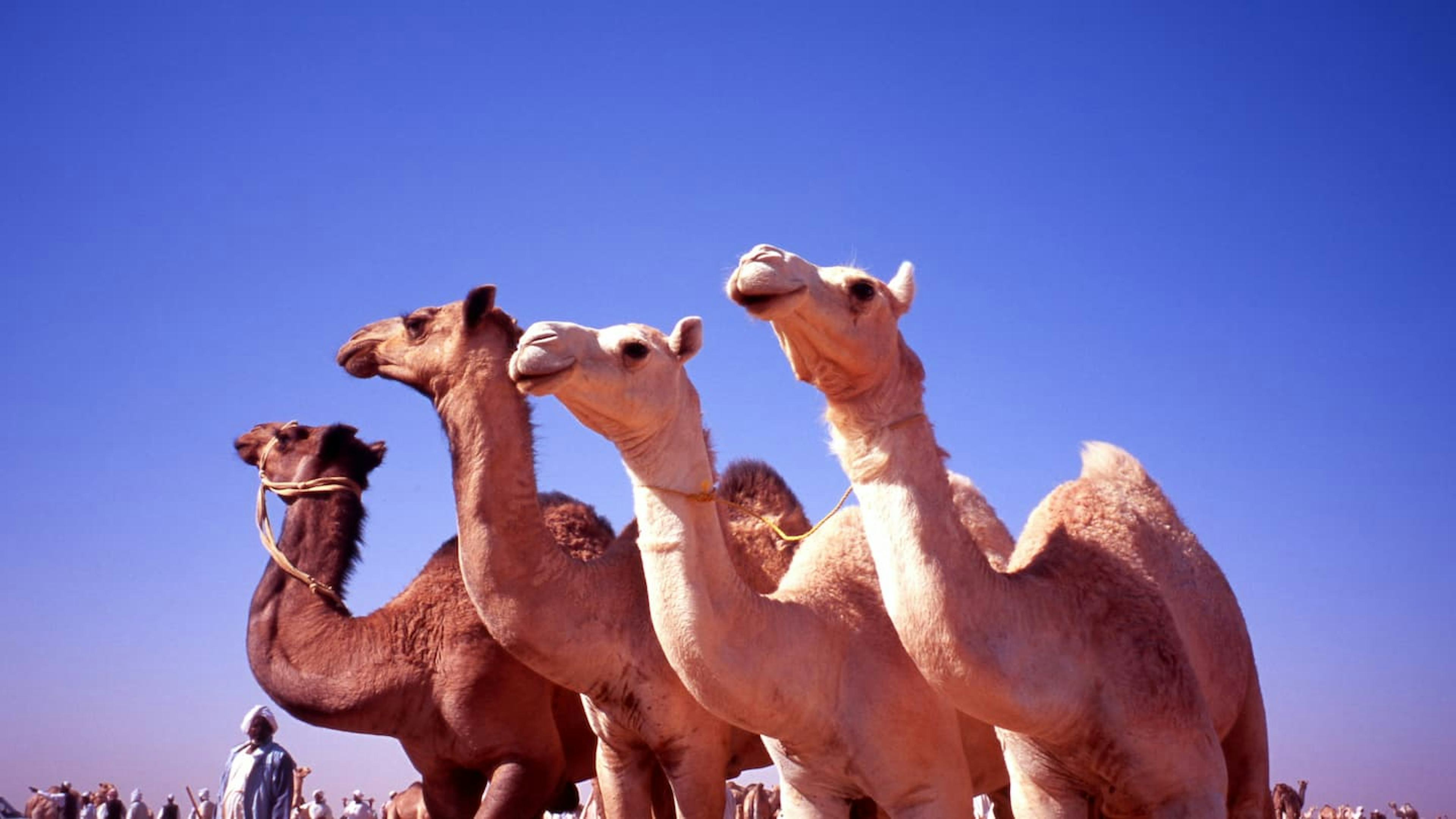 スーダン観光のハイライトと知っておくべき情報