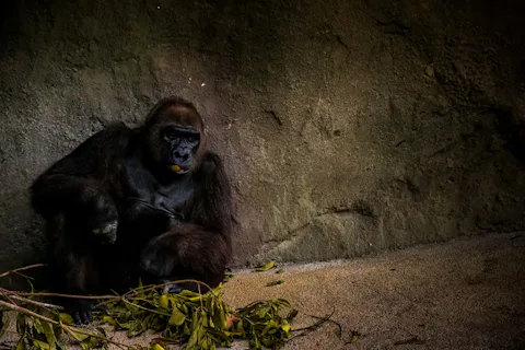 オーランドのセントラル・フロリダ動物園&植物園