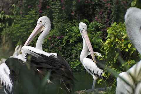 インドネシアのラグナン動物園