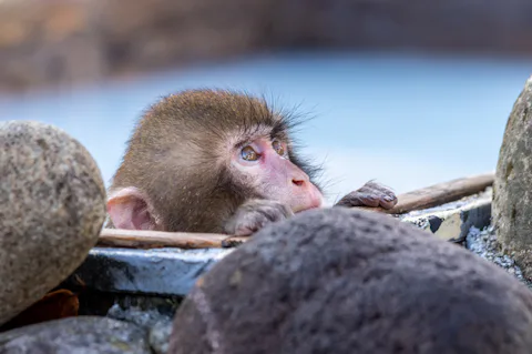 おさるランド 日光さる軍団