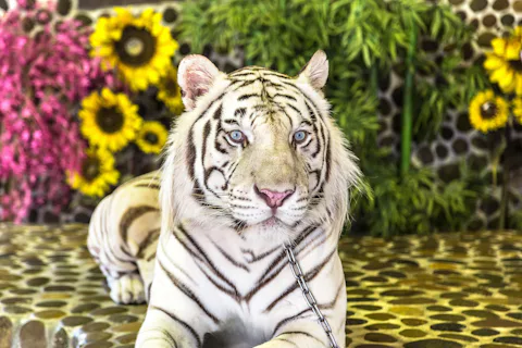 タイガー パーク パタヤ