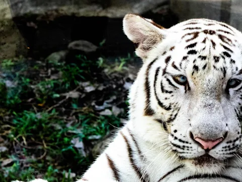 マニラ動物園