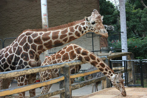 中国の広州香江野生動物世界