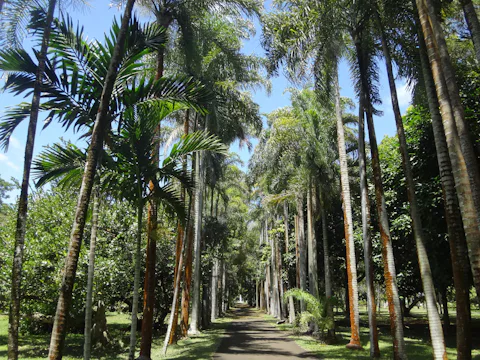 モーリシャスのパンプルムース植物園