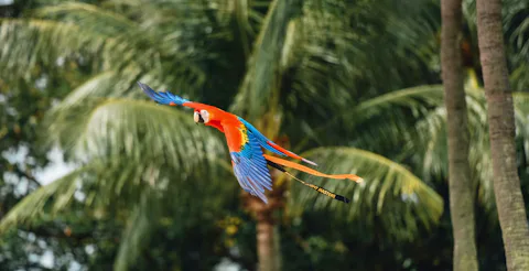 バードパラダイス