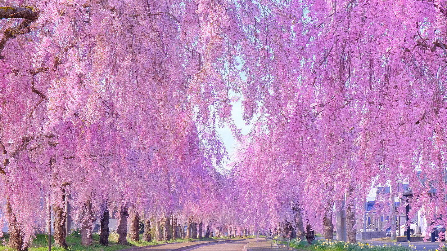 圧巻の1,000本！日中線しだれ桜並木の魅力を徹底解剖