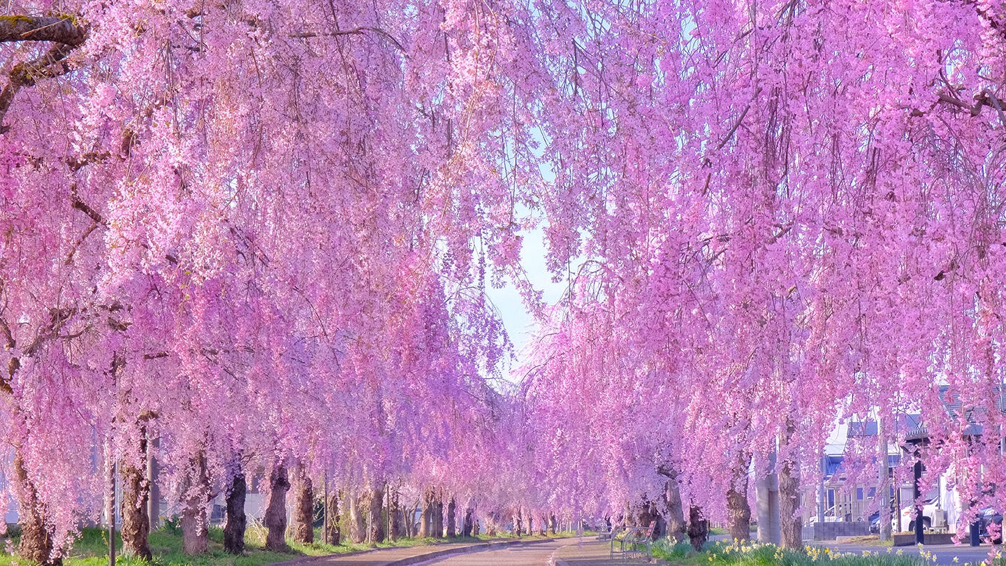 圧巻の1,000本!日中線しだれ桜並木の魅力を徹底解剖