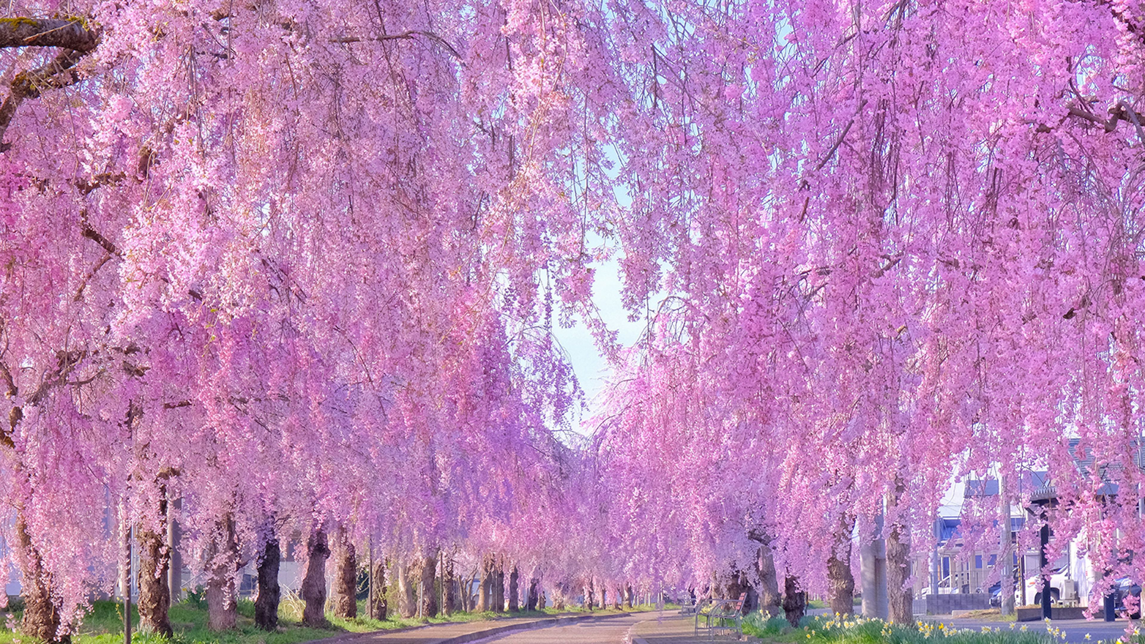 圧巻の1,000本！日中線しだれ桜並木の魅力を徹底解剖