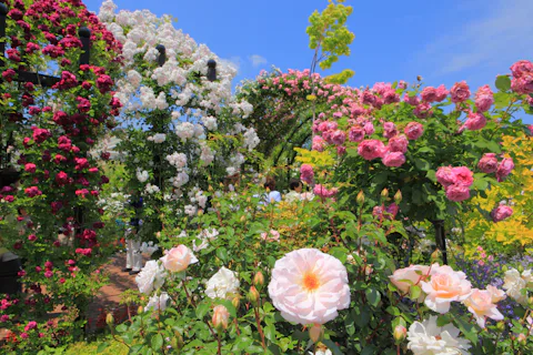 横浜イングリッシュガーデン