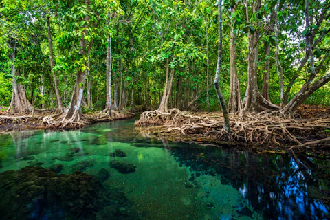 クラビのパー・プル・ターポム・クローンソンナム