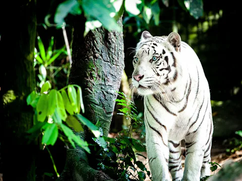 シンガポール動物園