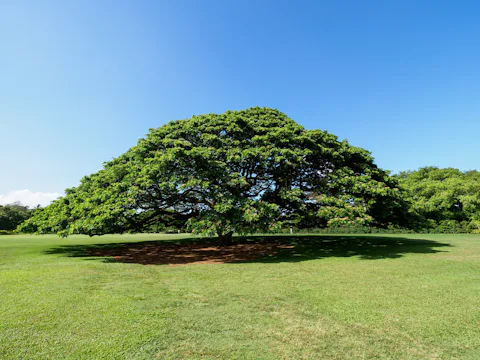 ホノルルのモアナルアガーデン