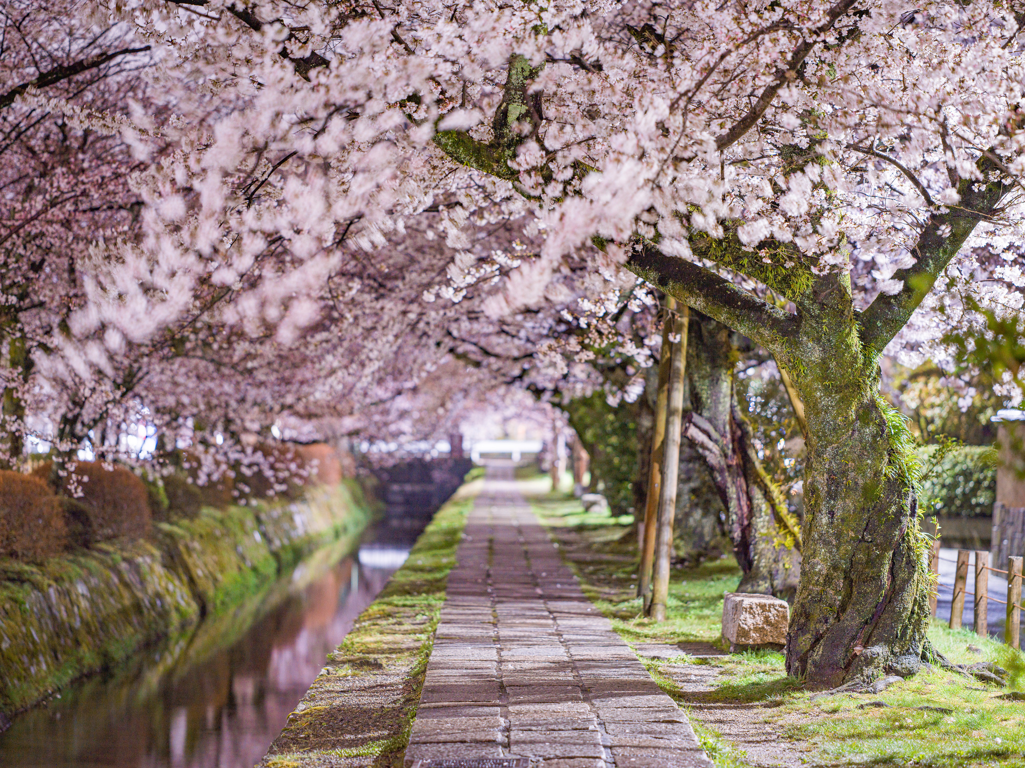 京都の哲学の道・岡崎エリア