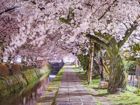 京都の哲学の道・岡崎エリア