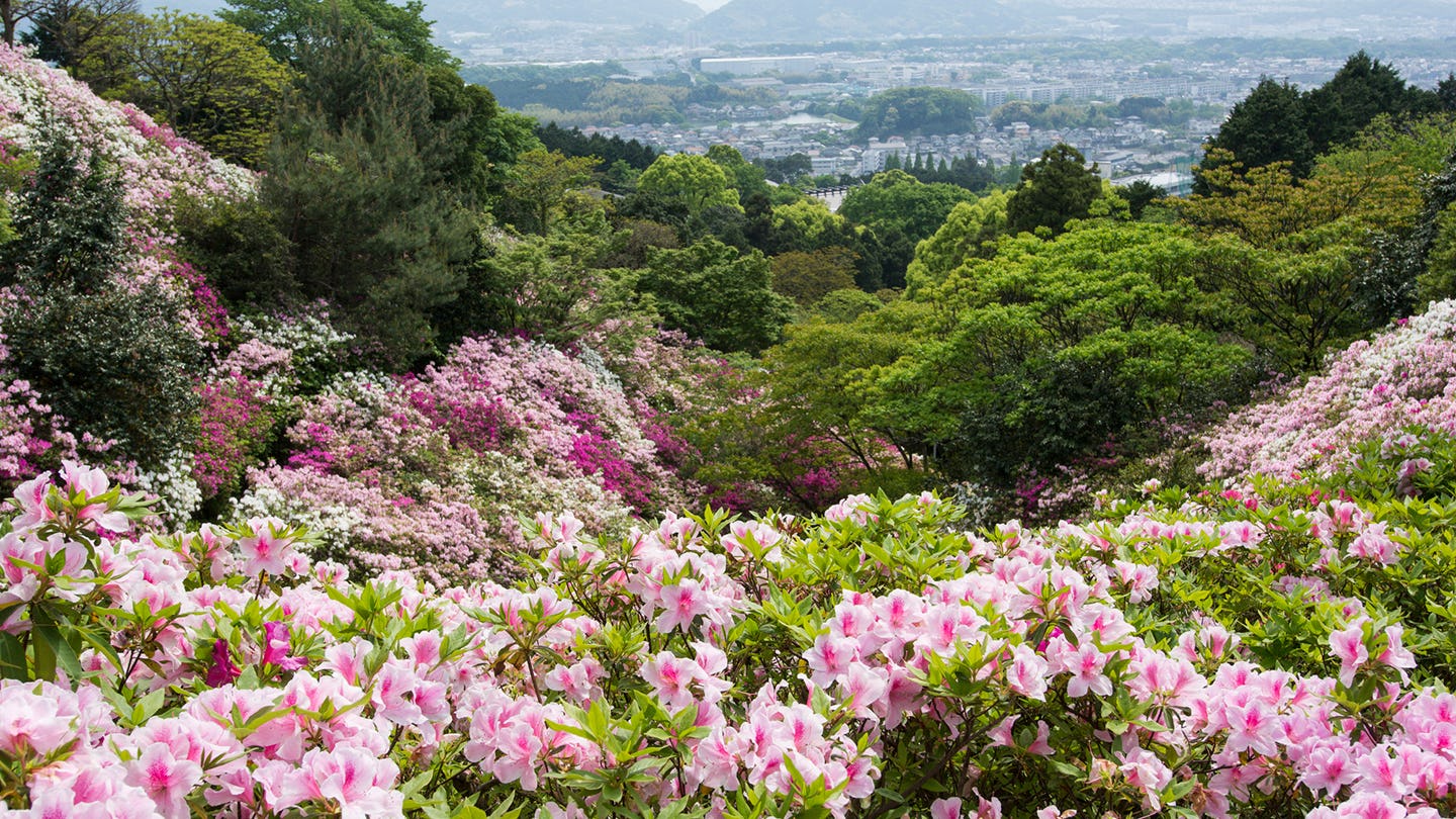 季節の花々と眺望を楽しむ!須恵町・皿山公園の見どころを紹介