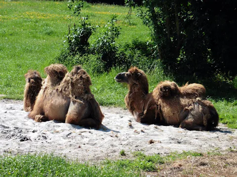 デンマークのギブスク動物園(Givskud Zoo Zootopia)